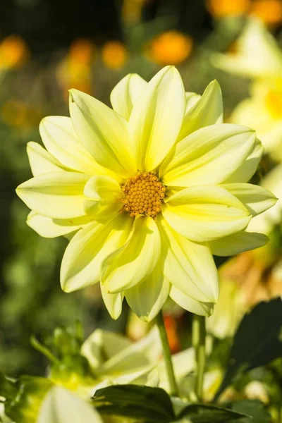 Closeup View Beautiful Dahlia Flower — Stock Photo, Image