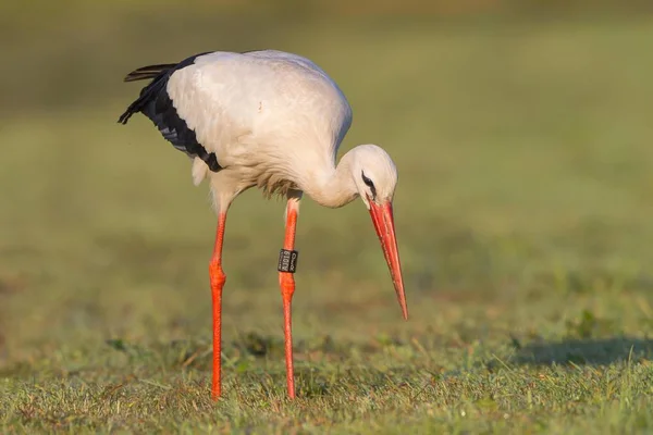 Weißstorch Auf Der Futtersuche Auf Der Wiese Nahaufnahme Vor Verschwommenem — Stockfoto