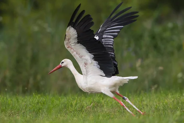 Vit Stork Tar Närbild Visa Mot Suddig Bakgrund — Stockfoto