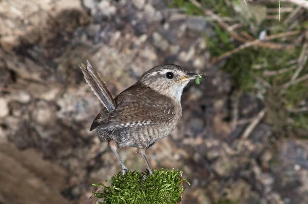 Widok Zbliżenie Wren Żywnością Dla Młodych Ptaków — Zdjęcie stockowe