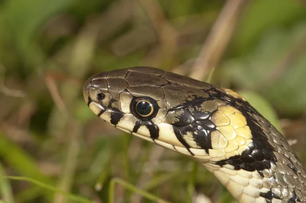 Zaostřená Pohled Travního Hada Přírodě — Stock fotografie