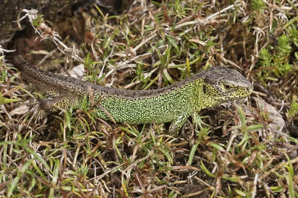 Widok Zbliżenie Sand Lizard Dzikiej Przyrodzie — Zdjęcie stockowe