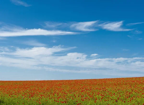 Panorama Del Campo Con Amapolas Maíz Rgen Mecklemburgo Pomerania Occidental —  Fotos de Stock