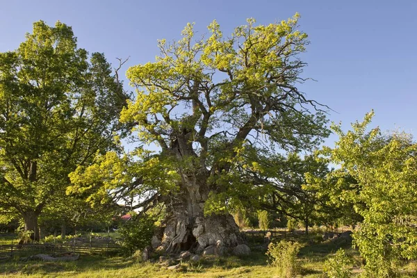 伦斯库拉或克维尔橡树 瑞典最古老的橡树 超过1000年 拉姆斯库拉 斯马兰 — 图库照片