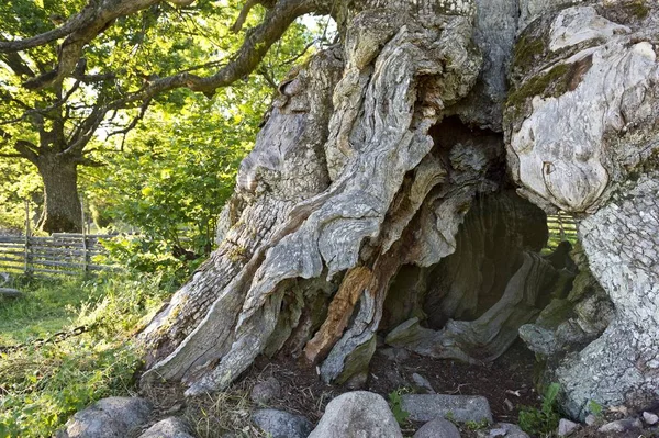 Rumskulla Veya Kvill Meşe Sveç Eski Meşe Ağacı 1000 Yılı — Stok fotoğraf