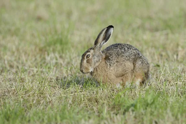 Mignon Lièvre Européen Lièvre Brun Sur Une Prairie — Photo