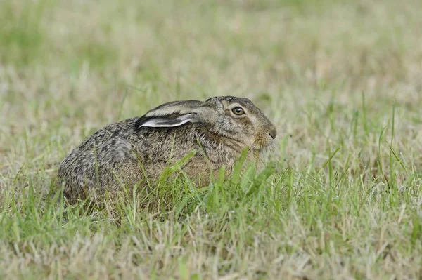 Cute Europejskiej Hare Lub Brown Hare Łące — Zdjęcie stockowe