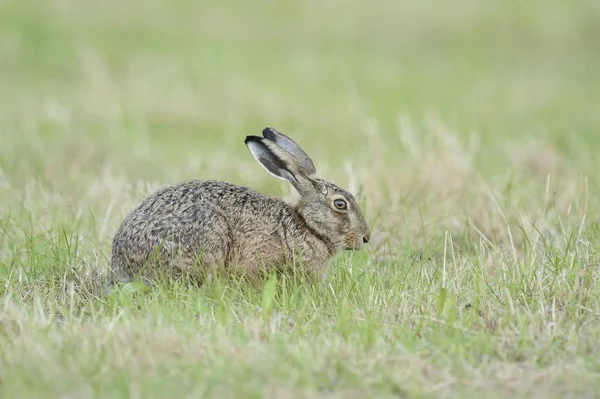 Mignon Lièvre Européen Lièvre Brun Sur Une Prairie — Photo