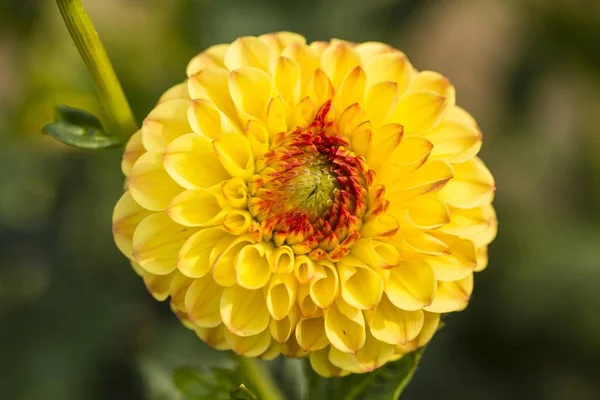 Closeup View Beautiful Dahlia Flower — Stock Photo, Image