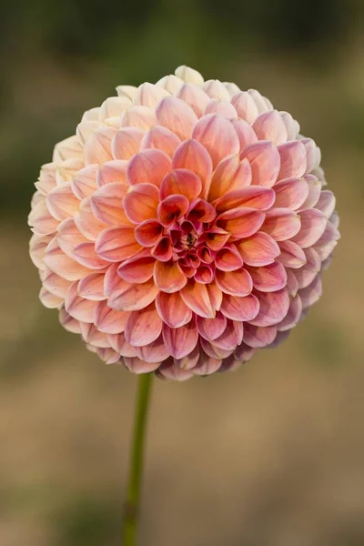 Крупним Планом Красивий Квітка Жоржини — стокове фото