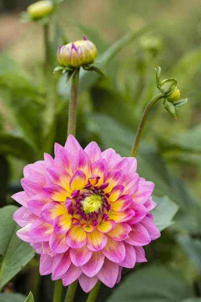 Zbliżenie Piękny Dahlia Kwiat — Zdjęcie stockowe