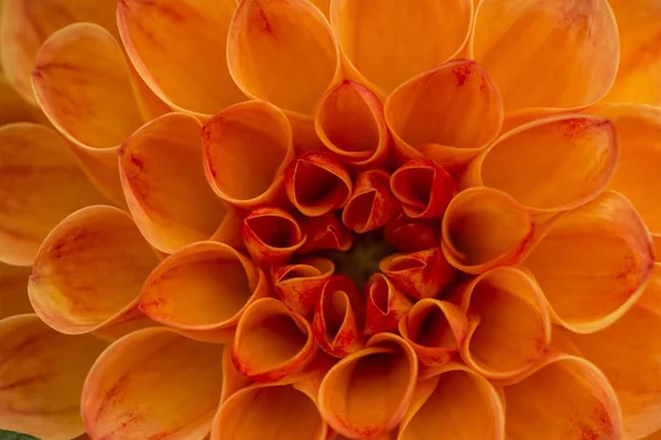 Вид Крупным Планом Красивый Цветок Далии — стоковое фото