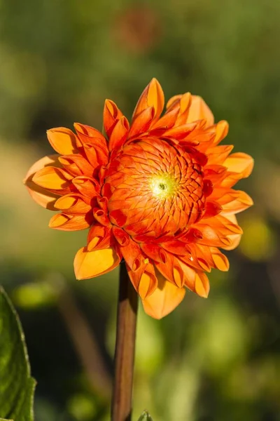 Vista Cerca Hermosa Flor Dahlia — Foto de Stock