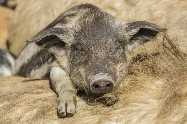 Mangalitsa or Mangalitza Pigs sleeping together at farm — Stock Image Mangalitsa Mangalitza Pigs Sleeping Together Farm Stock Image