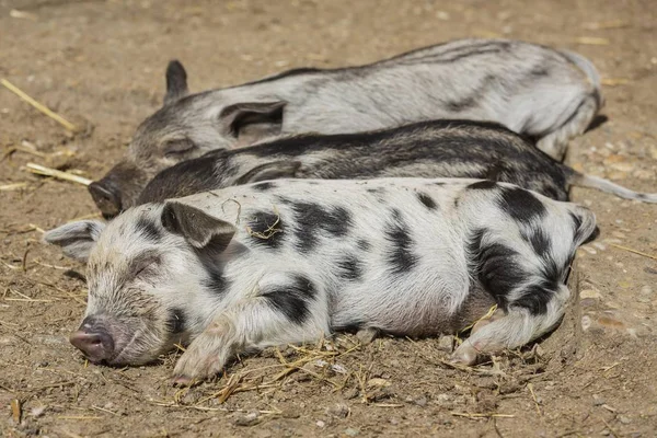 Mangalitsa or Mangalitza Pigs sleeping together at farm — Stock Image Mangalitsa Mangalitza Pigs Sleeping Together Farm Stock Photo