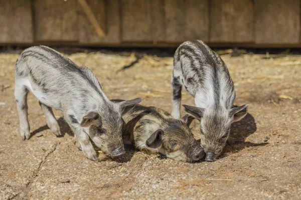 Mangalitsa or Mangalitza Pigs at farm, closeup view — Stock Image Mangalitsa Mangalitza Pigs Farm Closeup View Royalty Free Stock Images
