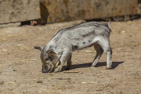 Mangalitsa or Mangalitza Pig at farm, closeup view — Stock Image Mangalitsa Mangalitza Pig Farm Closeup View Royalty Free Stock Photos