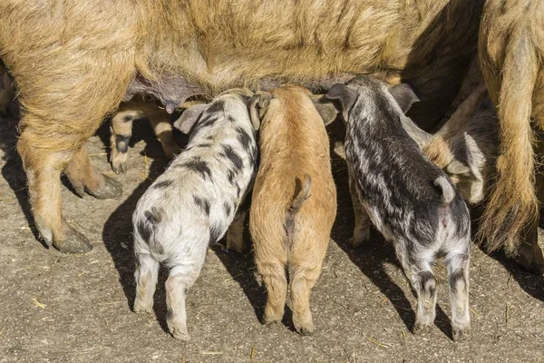 Two Mangalitsa pigs and a black-speckled Turopolje pig — Stock Image Two Mangalitsa Pigs Black Speckled Turopolje Pig Stock Picture
