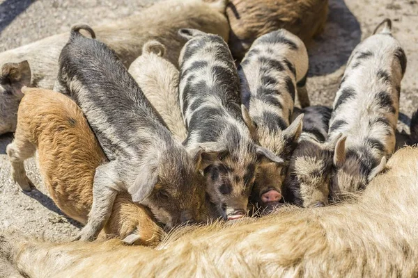 Three Mangalitsa pigs and four black-speckled Turopolje pigs — Stock Image Three Mangalitsa Pigs Four Black Speckled Turopolje Pigs Stock Image