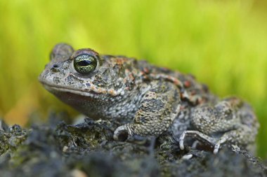 closeup view of Natterjack toad at nature clipart