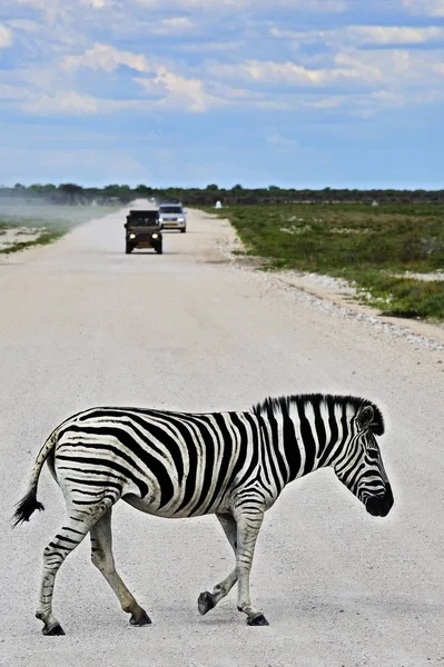 Plains Zebra Crossing Road Etosha National Park Namibia África —  Fotos de Stock