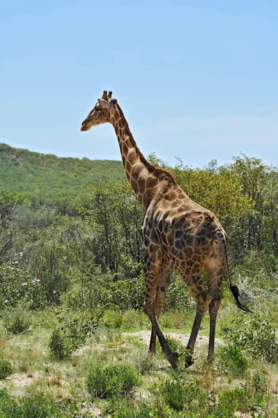 Maestosa Giraffa Pascolo Nella Natura Selvaggia — Foto Stock