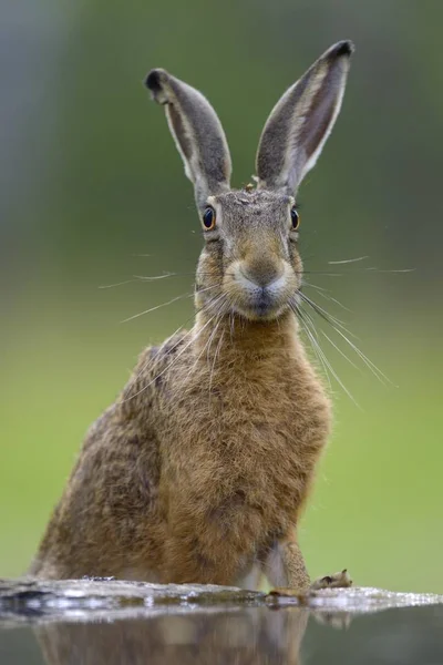 European Hare at a water place alert