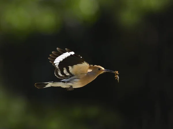 Naturskön Utsikt Över Hoopoe Adult Flygning Med Prey — Stockfoto