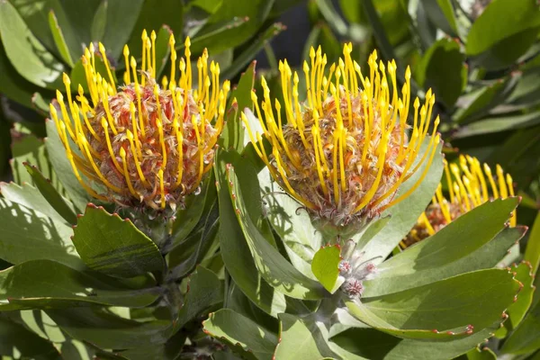 Vista Panorâmica Tree Pincushion Pincushion Protea — Fotografia de Stock