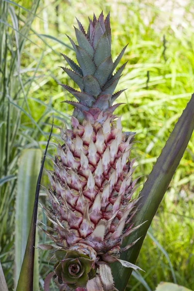 Closeup View Pineapple Front Garden — Stock Photo, Image