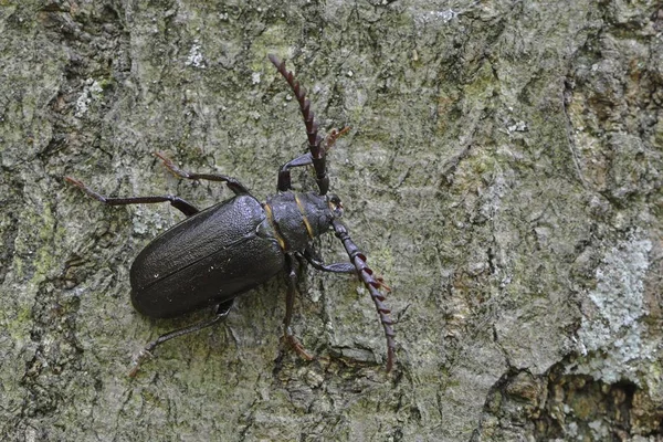 Siyah Longicorn Beetle Görünümü — Stok fotoğraf