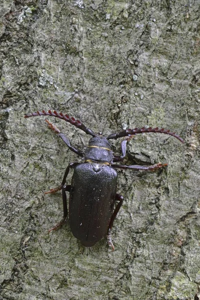 Closeup view of Black longicorn beetle — Stock Image Closeup View Black Longicorn Beetle Stock Photo