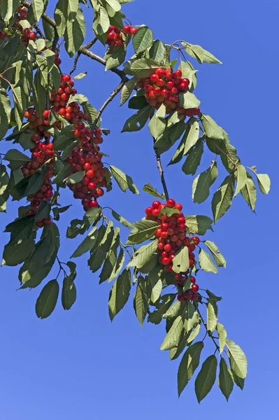 Ripe Sweet Cherries Tree Blue Sky — Stock Photo, Image