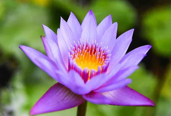 Indian Lotus in front of green blurred background