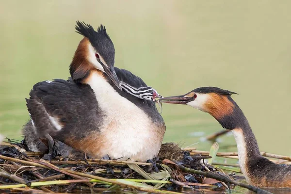 Grande Crested Grebes Adulto Coppia Alimentazione Pulcino Giorno — Foto Stock