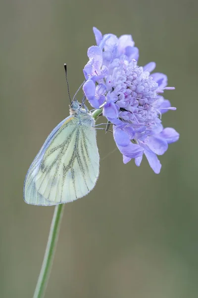 Grün Geädertes Weiß Auf Witwenblume Vor Grün Verschwommenem Hintergrund — Stockfoto