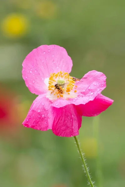 Comon Mak Kwiat Przed Zielonym Niewyraźne Tło — Zdjęcie stockowe