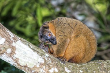 Collared Brown Lemur (Eulemur collaris), Toliara Province, Madagascar, Africa clipart
