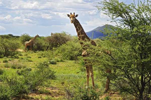 Саванна Жирафами Giraffa Camelopardalis Окахандже Нибия Африка — стоковое фото