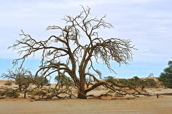 Mrtvý Strom Dunách Sossusvlei Namibie Afrika — Stock fotografie
