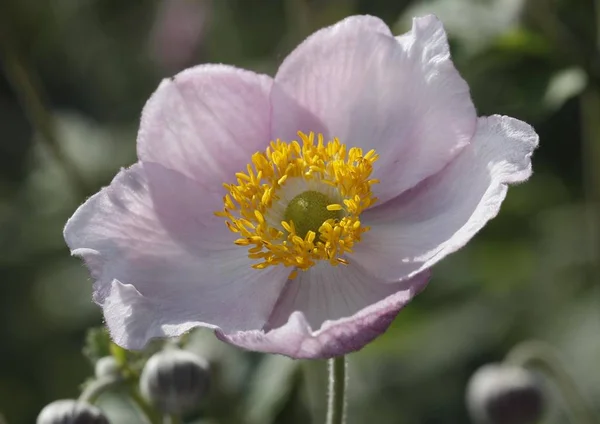 Anêmona Chinesa Anemone Hupehensis — Fotografia de Stock