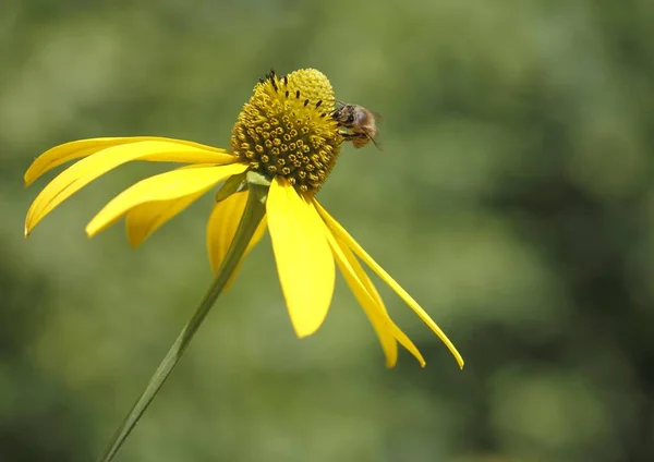 Honey Bee Apis Mellifera Flower Shiny Coneflower Rudbeckia Nitida — Stock Photo, Image