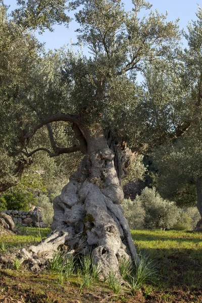 Ancient Olive Tree Olea Europaea Majorca Balearic Islands Spain Europe — 스톡 사진