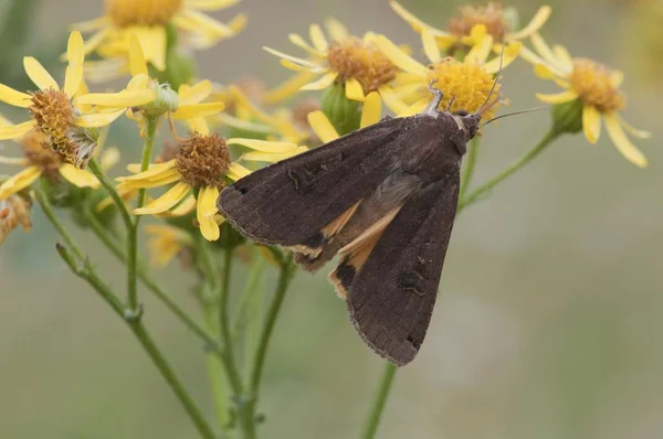 Sottoala Gialla Minore Delimitata Noctua Janthina Ragwort Senecio Jacobaea Emsland — Foto Stock