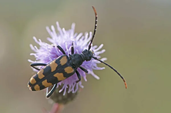 Escarabajo Capricornio Strangalia Attenuata Emsland Baja Sajonia Alemania Europa —  Fotos de Stock