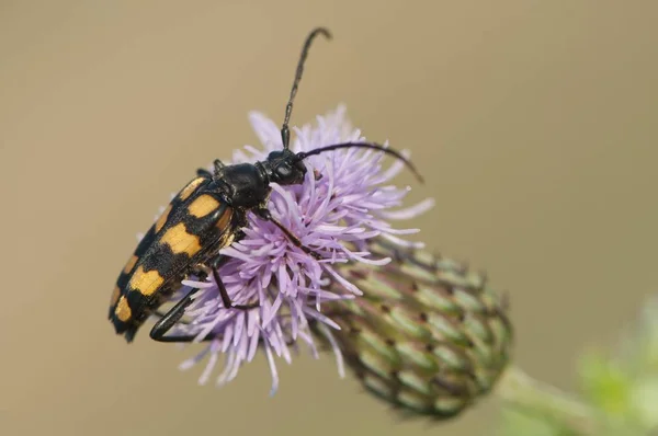 Scarabeo Del Capricorno Strangalia Attenuata Emsland Bassa Sassonia Germania Europa — Foto Stock