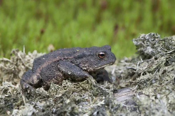Crapaud Commun Bufo Bufo Emsland Basse Saxe Allemagne Europe — Photo