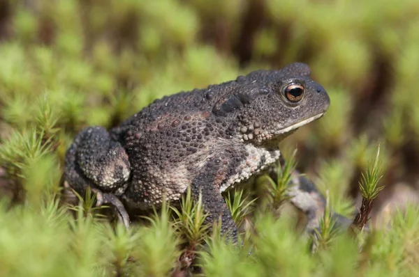 Common Toad Bufo Bufo Emsland Κάτω Σαξονία Γερμανία Ευρώπη — Φωτογραφία Αρχείου