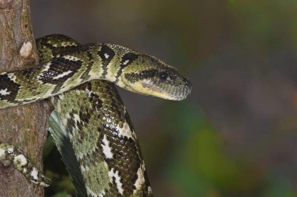 Madagaskar Tree Boa Sanzinia Madagascariensis Madagaskar Afryka — Zdjęcie stockowe