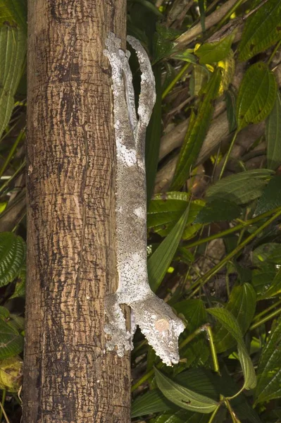 Листохвостый Геккон Uroplatus Fimbriatus Мадагаскар Африка — стоковое фото
